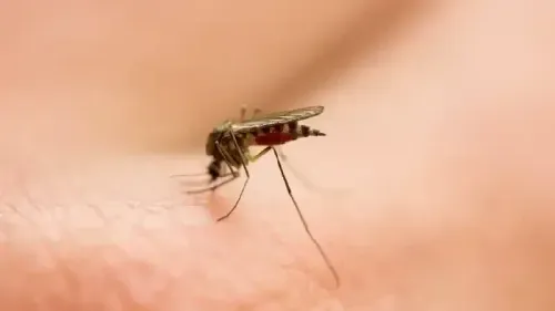What are the 5 Types of Malaria?